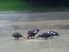 Cairina moschata domestica