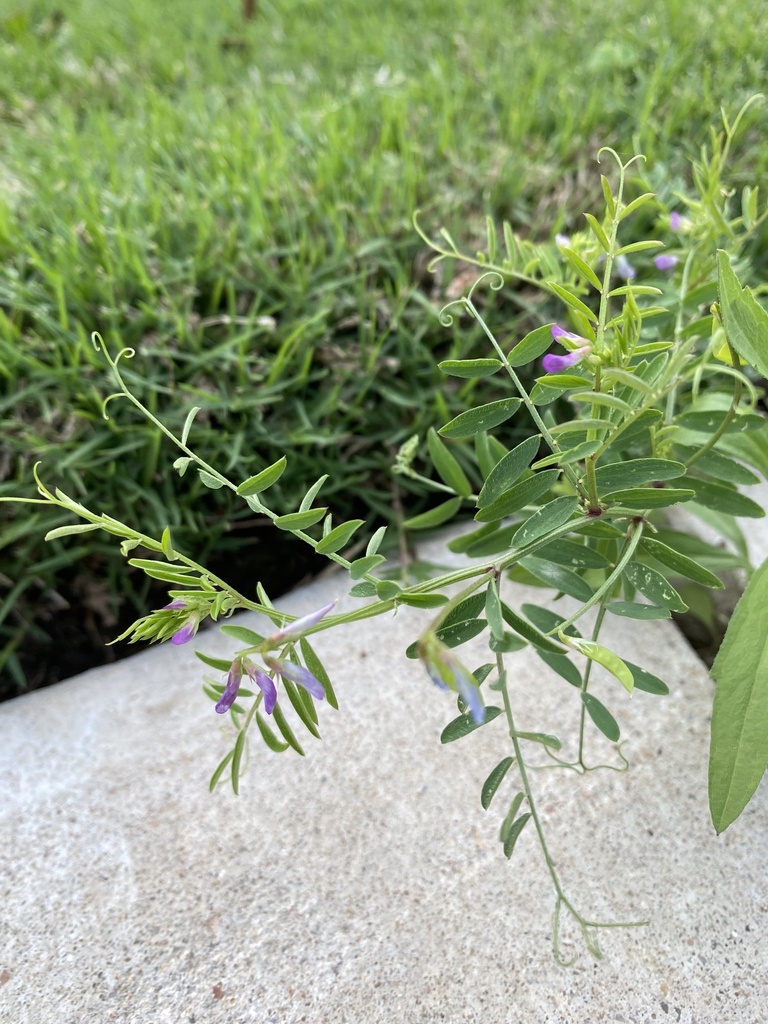 slender vetch from Deering Creek Ln, Leander, TX, US on April 8, 2023 ...