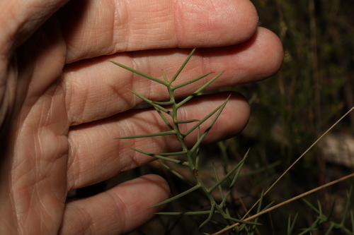 Image of Daviesia genistifolia by (c) Greg Tasney, some rights reserved (CC BY-SA)