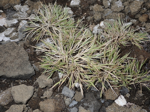 Panicum fauriei var. latius