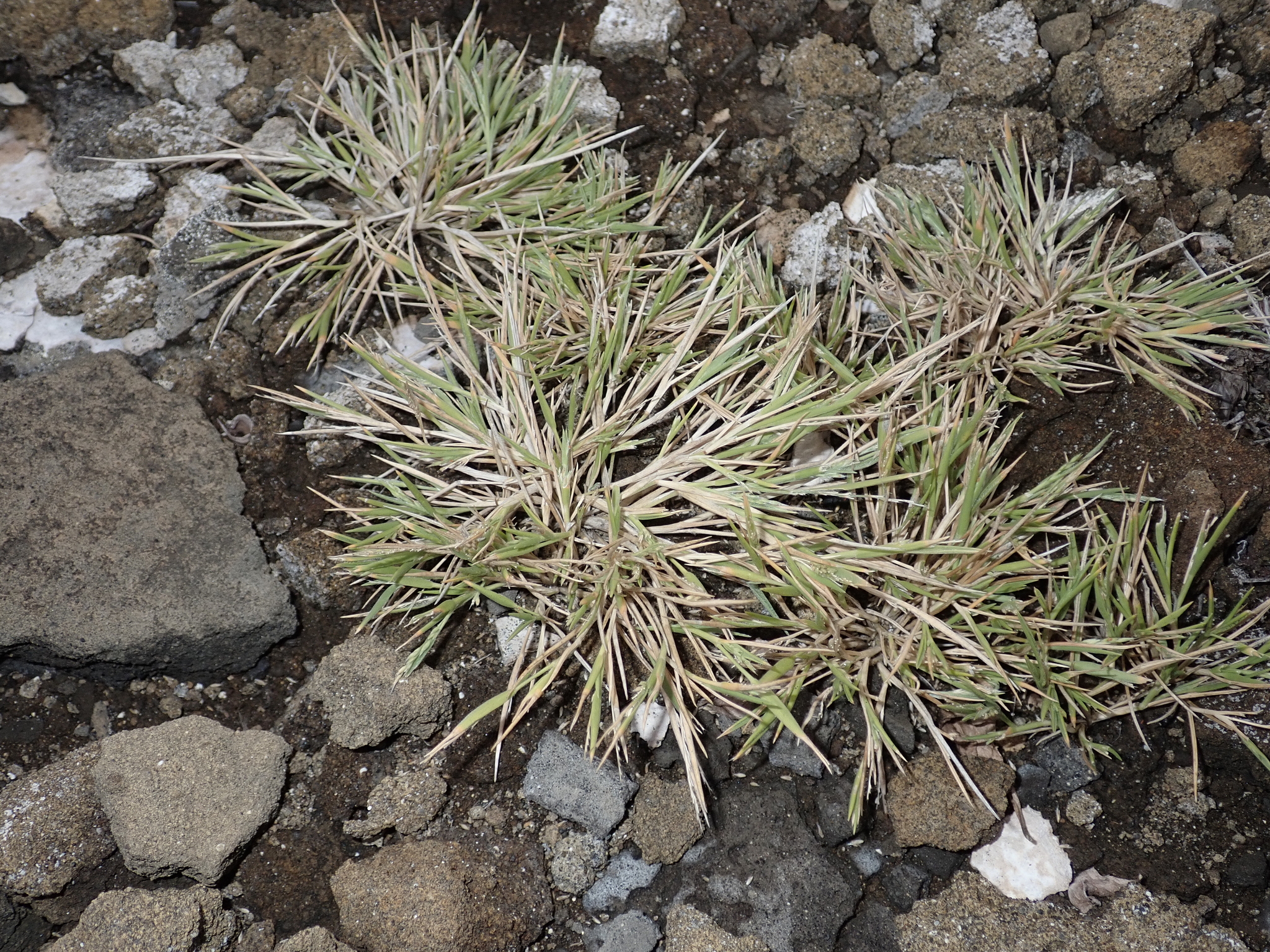 Panicum fauriei var. latius