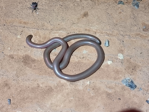 Photo of a Beaked Blind Snake (Anilios waitii)