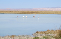 Phoenicoparrus andinus