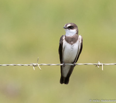 Banded Martin photo 5