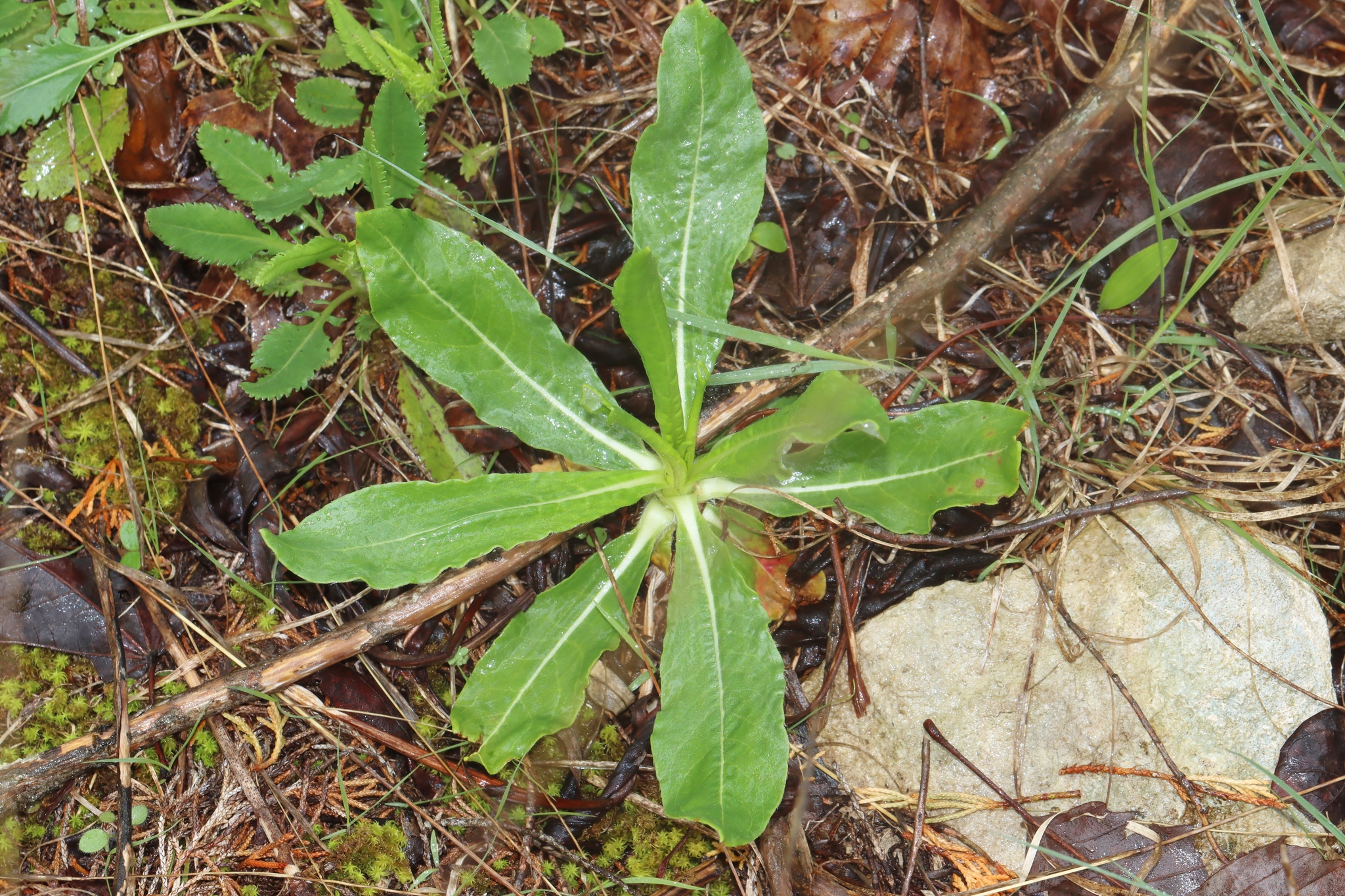 Eriogonum longifolium Nutt.