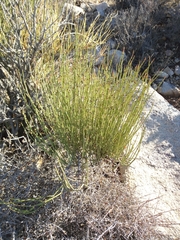 Ephedra californica