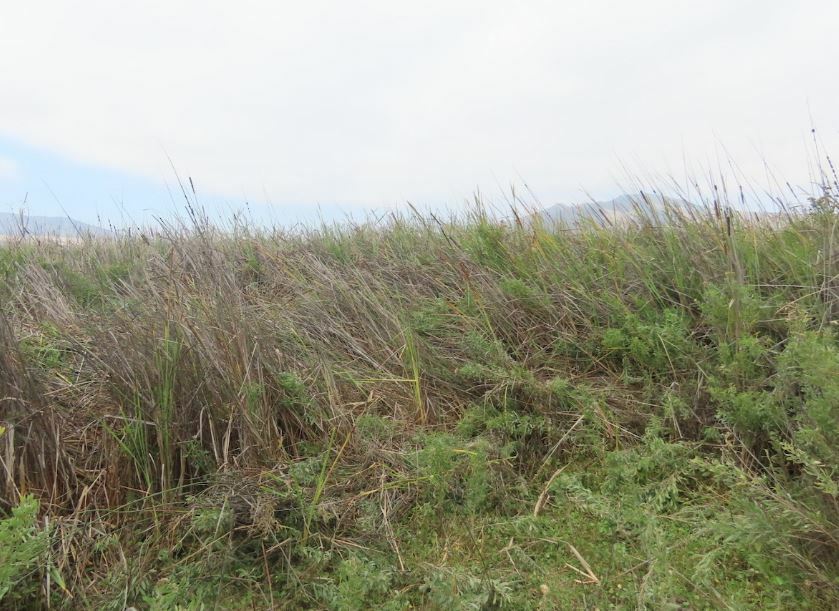 Black Rail (Laterallus jamaicensis), photo 7