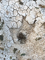 Euophrys