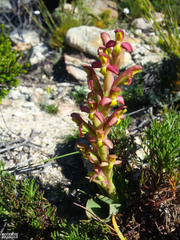 Disa comosa