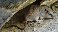 Thallomys nigricauda