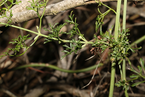 Image of Clematis leptophylla by (c) Greg Tasney, some rights reserved (CC BY-SA)