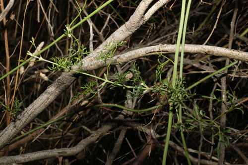 Image of Clematis leptophylla by (c) Greg Tasney, some rights reserved (CC BY-SA)