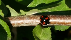 Harmonia axyridis