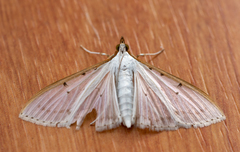 Palpita nigropunctalis