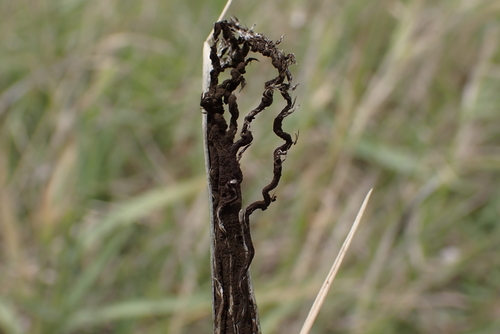 Ustilago cynodontis observed 2023-04-07