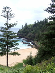 Norfolk-Araukarie (Araucaria heterophylla): Herkunft und Verwendung — Foto 3