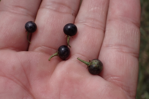 Solanum opacum observed 2023-04-07
