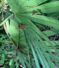 Leucauge argyrobapta image