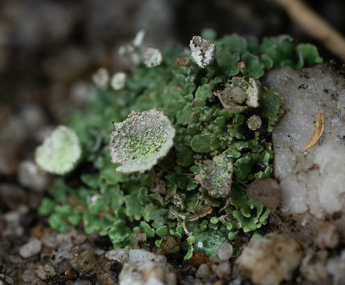 Cladonia