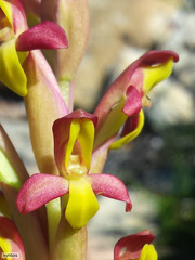 Disa comosa