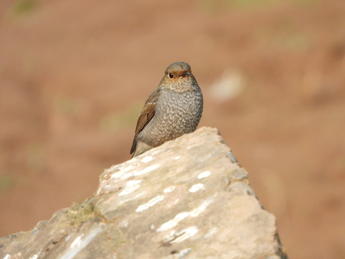 Plumbeous Water Redstart