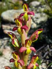 Disa comosa