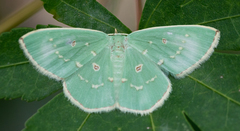 Comostola subtiliaria