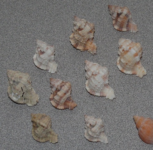 Apple Murex (Seashells of Hilton Head Island) · iNaturalist