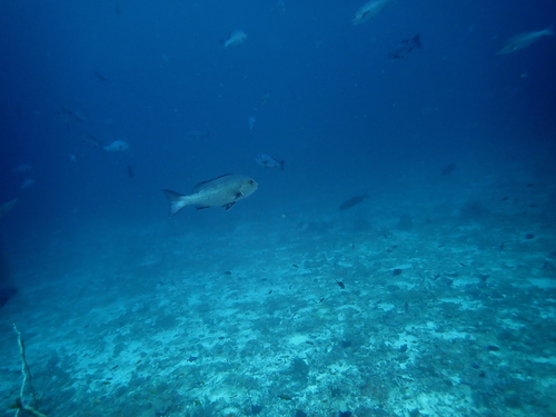 Two-spot Red Snapper — seen at this dive site