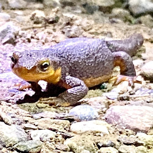 iNaturalist observation photo of California Newt