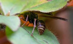 Polistes snelleni
