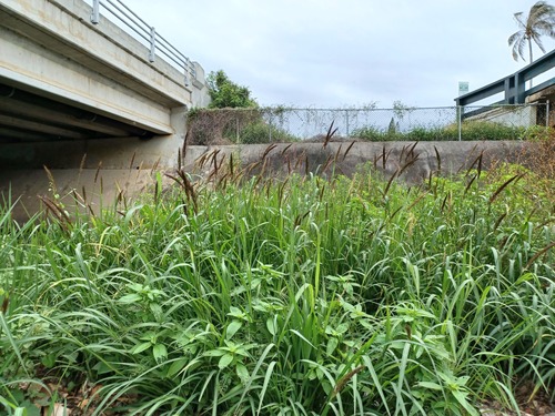 Echinochloa haploclada