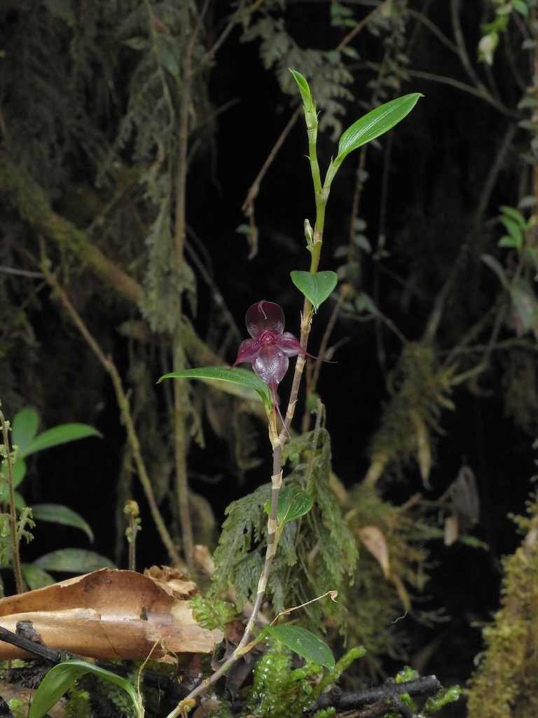 Brachionidium parvifolium