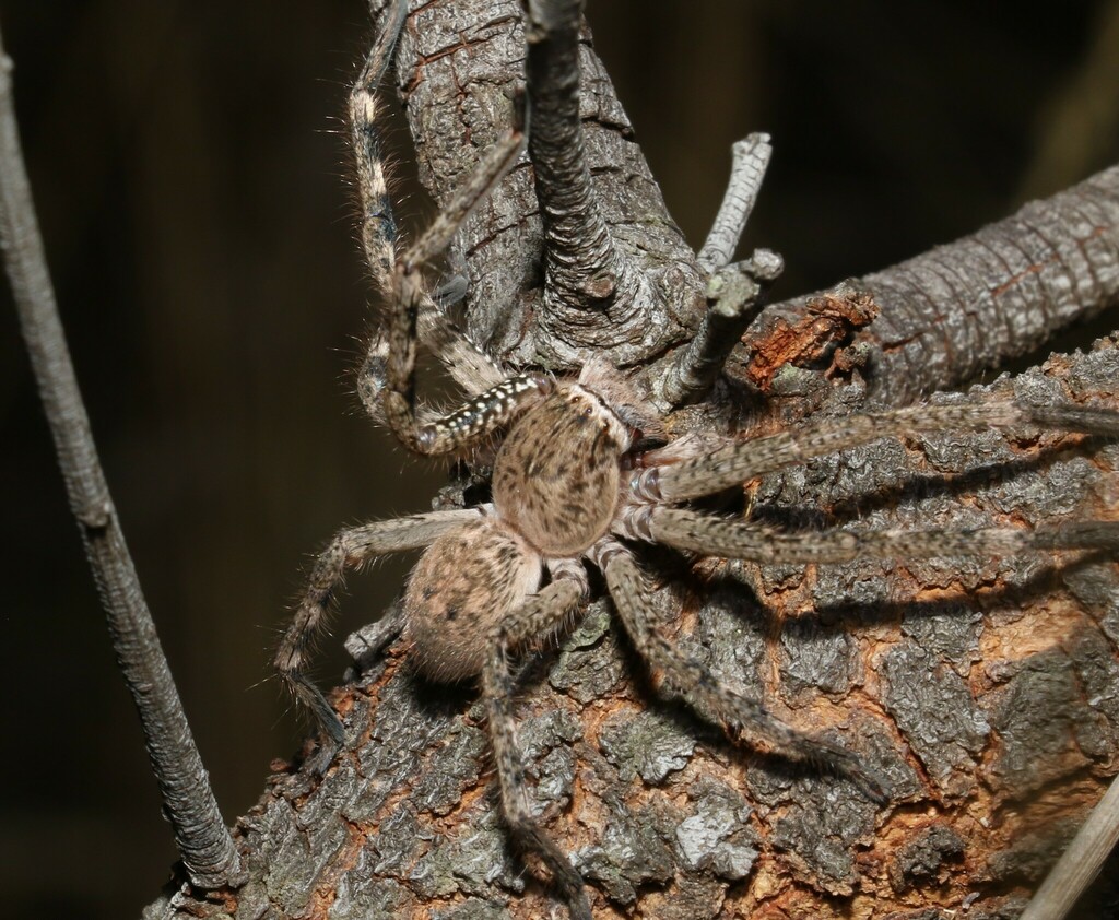 Beautiful Badge Huntsman from Majura, ACT 2609, Australia on April 6 ...