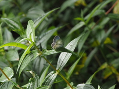 Megisba malaya sikkima