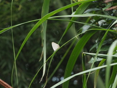 Jamides alecto dromicus