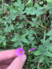 Ionoxalis