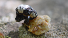 Sternuchopsis trifida