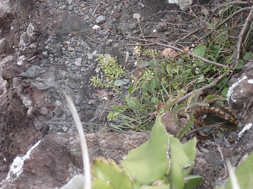 Lepidium owaihiense observed 2023-04-07