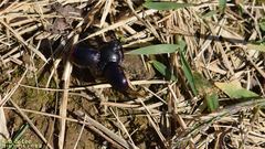 Phelotrupes auratus