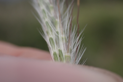 Dichanthium sericeum observed 2023-04-07