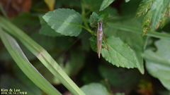 Conocephalus exemptus