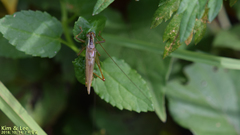 Conocephalus exemptus