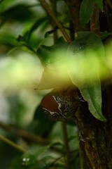 Pheugopedius maculipectus
