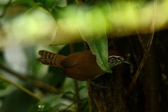 Pheugopedius maculipectus