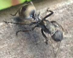 Polyrhachis militaris