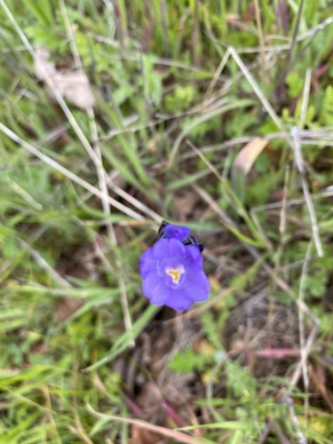 iNaturalist observation photo of blue dicks