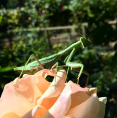 Mantodea