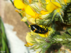 Hycleus quadriguttatus