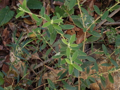 Pimelea altior